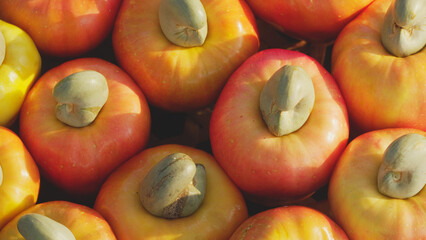 Closeup of harvested cashew apples or fruits with attached nuts with shells