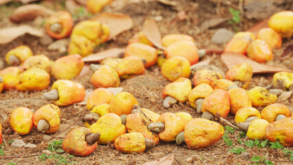 Ripe cashew apples or fruits with attached nuts in shells on the ground, harvest on farm