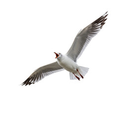 Fototapeta premium Seagull in flight isolated on transparent background, a symbol of freedom and nature