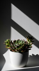 Echeveria succulent in white pot, bathed in dramatic window light