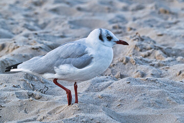 Möve am Meer , Ostsee , Erholung , Urlaub , Ferien , Strand , Blauer Himmel , Sand , Entspannung , Relaxen , Genießen , Reisen , Tourismus