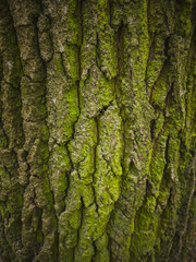 Mossy Tree Bark Texture Close-up