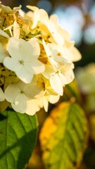 Close-up of a cluster of pale yellow flowers