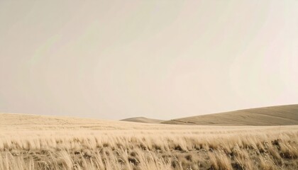 Fototapeta premium Neutral Tone Landscape: Expansive Beige Field Under Pale Sky