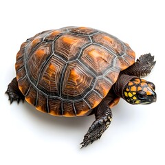 Fototapeta premium Exploring the beauty of nature in tranquil forests a journey through serene landscapes and biodiversity