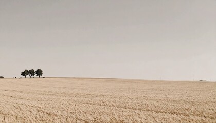 Obraz premium Neutral Tone Landscape: Three Trees on Tan Field Under Pale Sky