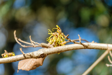冬の木に咲くマンサクの黄色い花