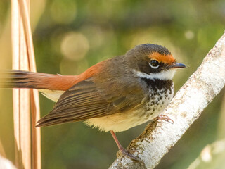 Australian Rufous Fantail (Rhipidura rufifrons) in Australia