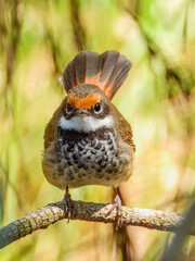Australian Rufous Fantail (Rhipidura rufifrons) in Australia