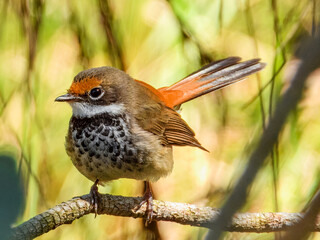 Australian Rufous Fantail (Rhipidura rufifrons) in Australia