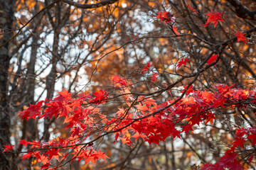 秋の公園の朱色のモミジ
