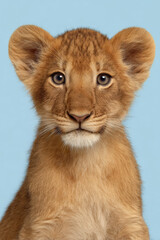 captivating portraits of top  wild animals with cheerful expressions against clean ultrabright background