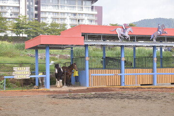Groom washes the horse. A groom is seen washing a horse at a stable facility. Young man grooming. 