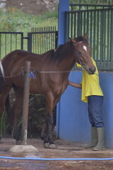 Groom washes the horse. A groom is seen washing a horse at a stable facility. Young man grooming. 