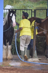 Groom washes the horse. A groom is seen washing a horse at a stable facility. Young man grooming. 