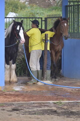 Groom washes the horse. A groom is seen washing a horse at a stable facility. Young man grooming. 