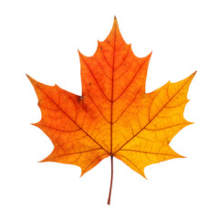Fototapeta premium Single Autumn Maple Leaf