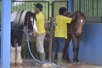 Groom washes the horse. A groom is seen washing a horse at a stable facility. Young man grooming. 
