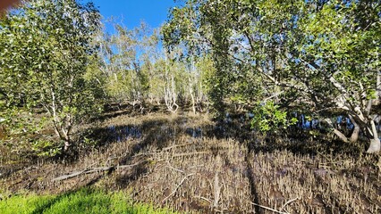 Coombabah Lakelands Conservation Area, Queensland Australia