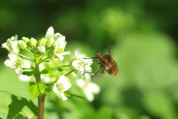 ワサビの花の蜜を吸うビロードツリアブ
