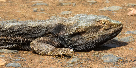 Eastern Bearded Dragon (Pogona barbata) in Australia