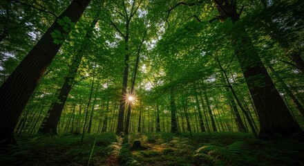 Obraz premium Forest vista looking up through trees with sunburst breaking through the canopy