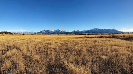 A wide view of a wheat field stretching to the horizon, with mountains in the distance.