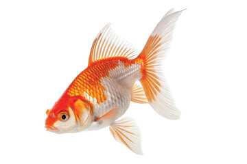 Fototapeta premium goldfish swimming pretty, doseup, background, simple,