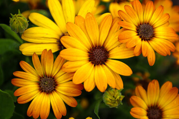 ​A close-up of several bright, fully bloomed yellow-orange daisy-like flowers. Their dark centers and delicate petals, covered in water droplets, create a fresh and cheerful image.