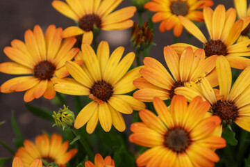 ​A bouquet of bright yellow-orange daisy-like flowers with dark centers. The plants have thin petals and are in bloom, creating a joyful and fresh image that emphasizes a spring atmosphere.