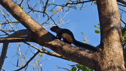 Squirrel perched on a tree branch against a blue sky