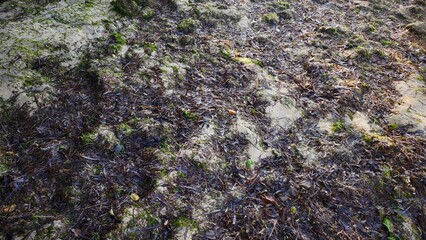 Seaweed Covered Shoreline Textured Landscape
