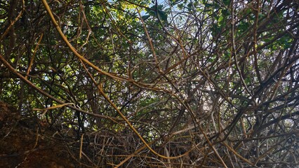 Interwoven Vines and Foliage Canopy A Natural Thicket