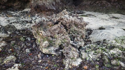 Coastal Rock Formation with Seaweed and Sand