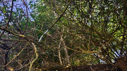 Overhead view of dense tree branches and foliage