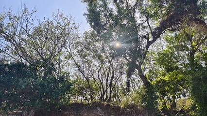 Sunlight Streaming Through Lush Tree Canopy