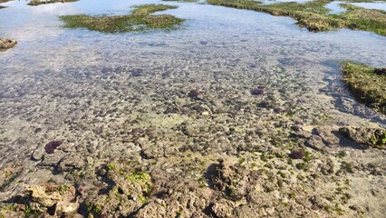 Rocky Tide Pool at Low Tide