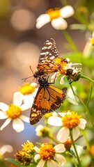 Butterfly on flower (4)