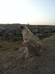 Two Dogs Resting on Rocky Terrain Overlooking Valley in Cappadocia, Turkey