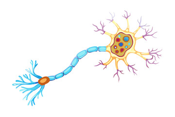 Detailed illustration of a neuron, a nerve cell