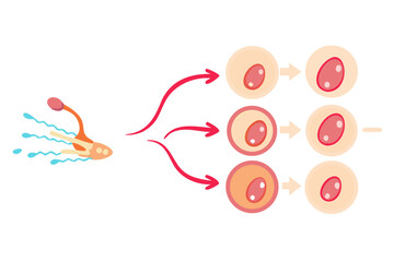 Illustration of sperm fertilizing an egg and early cell division