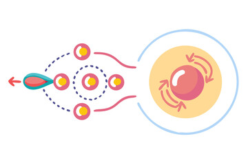 Fertilization process illustration showing sperm approaching egg cell