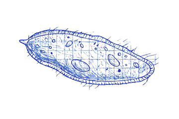 Handdrawn sketch of a paramecium or protozoan