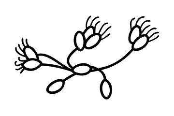 Simple black and white line drawing of a plant stem with seedlike pods