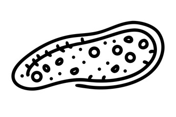 Line art sketch of a paramecium protozoan with cilia