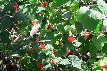 colibríes © Diego Aguilera