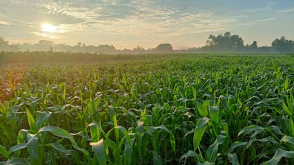 Green Cornfield in the Morning with Sunlight