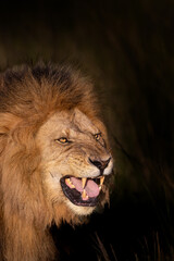 What Big Teeth You Ha.. Snarl