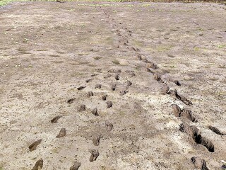 Footprints in the earth, a detailed view of the ground with many impressions.