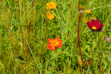夏の草原に咲くキバナコスモスと赤いコスモスの花